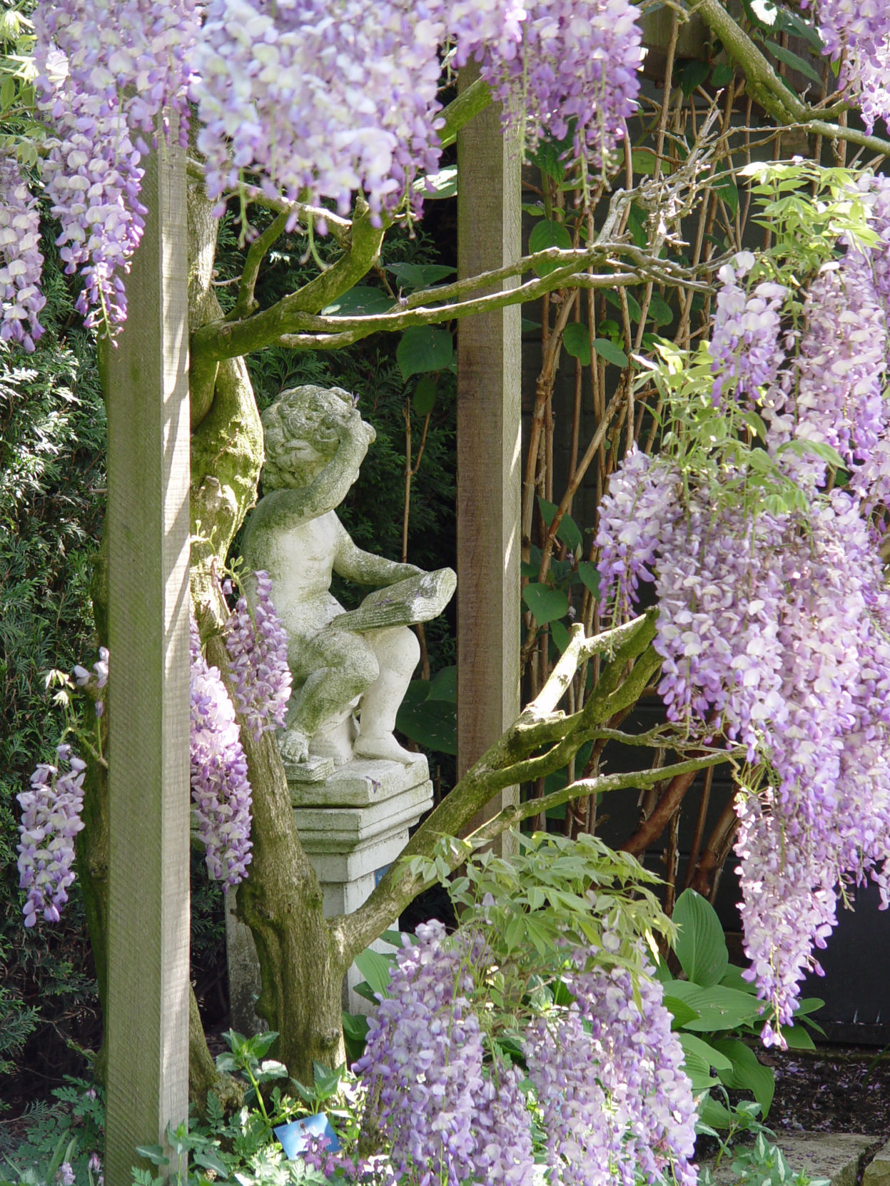 Wisteria